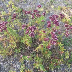 Oregano thumbnail 2