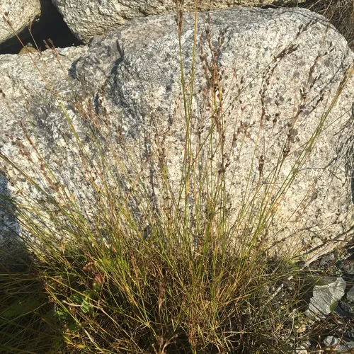 Saltmeadow Rush