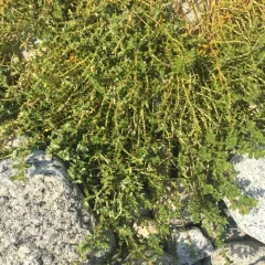 Sea Sandwort thumbnail 3
