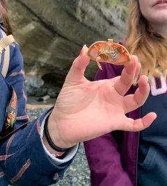 Umbrella Crab thumbnail 3