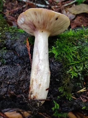 Lactarius montanus