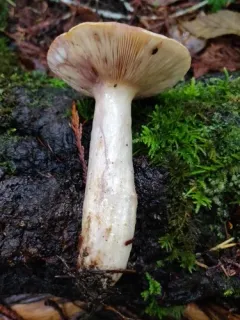 Lactarius montanus thumbnail 1