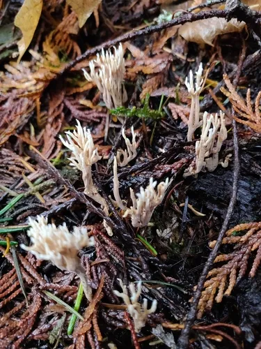 Lentaria pinicola