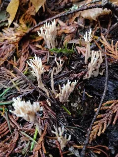 Lentaria pinicola thumbnail 1