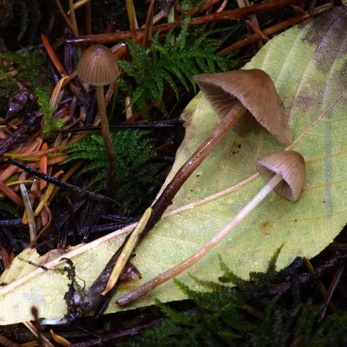 Psilocybe pelliculosa