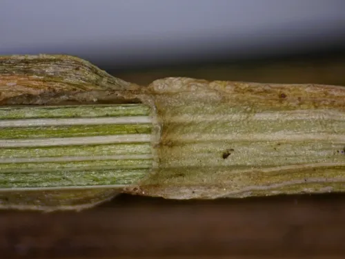 Prickly Quill Sedge