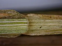 Prickly Quill Sedge thumbnail 1