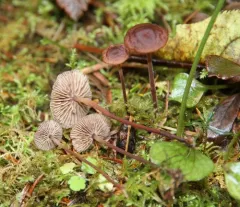 Collybiopsis villosipes thumbnail 2