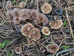 Hydnellum subzonatum thumbnail 3