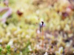Broadnerved humpmoss thumbnail 4