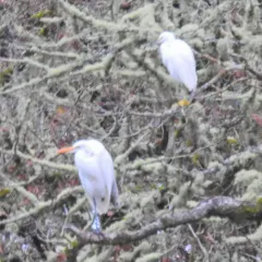 Snowy Egret thumbnail 2