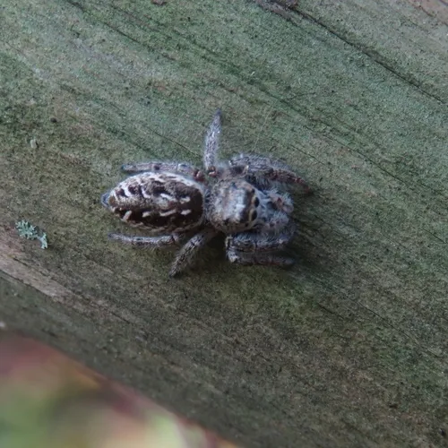 Bronze Jumping Spider