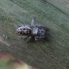 Bronze Jumping Spider thumbnail 1