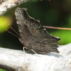 Gray Comma thumbnail 1