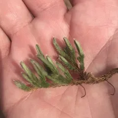 rock spikemoss thumbnail 4