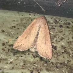 White-speck Moth thumbnail 3