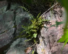 alpine woodsia thumbnail 2