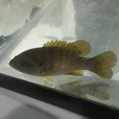Green Sunfish thumbnail 4