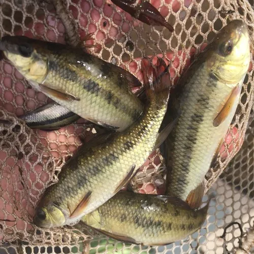 Lake Chubsucker