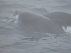 Long-finned Pilot Whale thumbnail 4