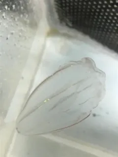 Flattened Helmet/Beroe Comb Jelly thumbnail 1