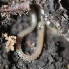 Spotted Snake Millipede thumbnail 2
