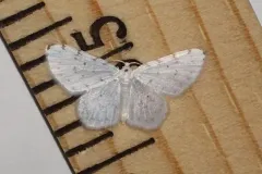 Hydrelia brunneifasciata thumbnail 2
