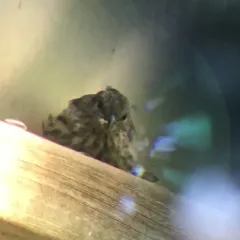 Pine Siskin thumbnail 2