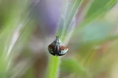 Anatralata versicolor thumbnail 2