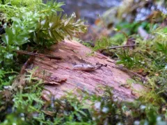 Warty Jumping-slug thumbnail 2