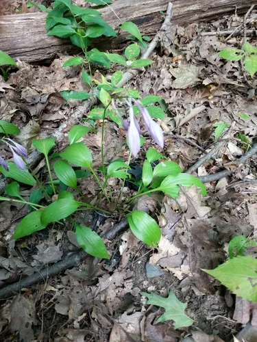 Narrow-leaved Plantain-lily