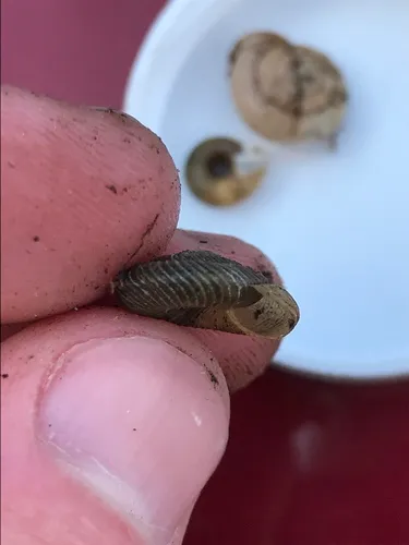 Nimapuna Tigersnail