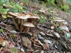 Sallow Poisonpie thumbnail 4
