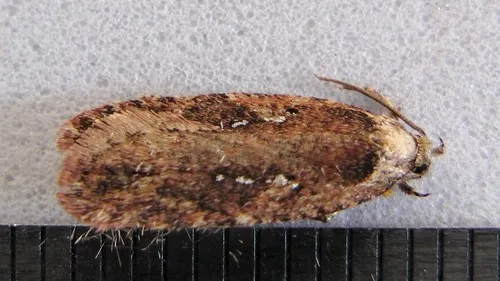 large carrot flat-body