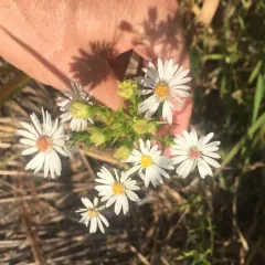 panicled aster thumbnail 3