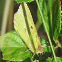 Orange Sulphur thumbnail 2