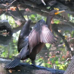 Double-crested Cormorant thumbnail 3