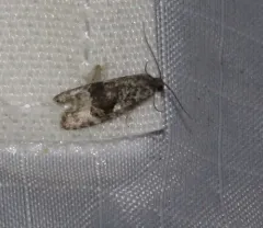 Apotomops wellingtoniana thumbnail 4
