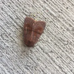 Bronzed Cutworm Moth thumbnail 3