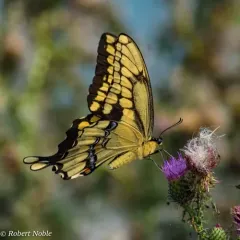 Eastern Giant Swallowtail thumbnail 3