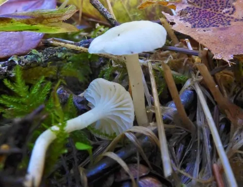 Cedarwood Waxcap