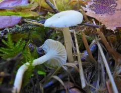 Cedarwood Waxcap thumbnail 1