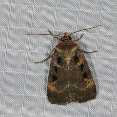 Morrison's Sooty Dart thumbnail 4