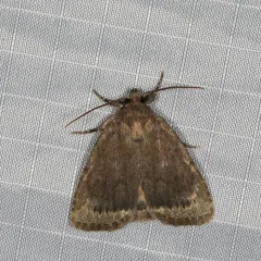 Smooth Amphipyra Moth thumbnail 3