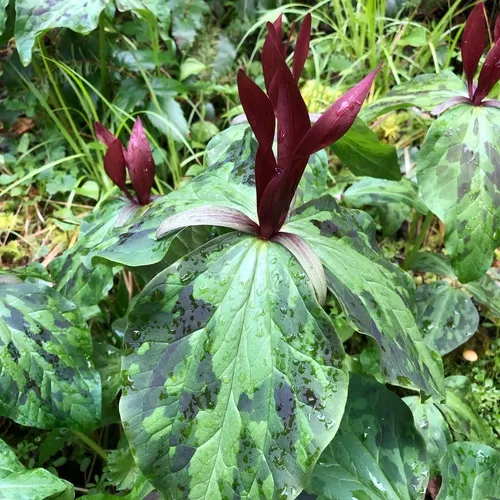 giant purple wakerobin