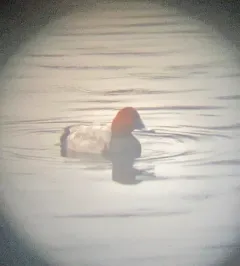 Common Pochard thumbnail 4