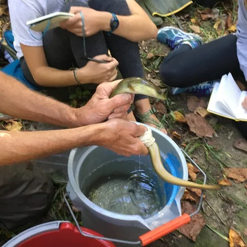 American Eel