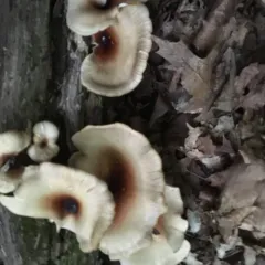 Bay Polypore thumbnail 2