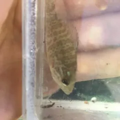Pumpkinseed thumbnail 4