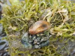 Asian Date Mussel thumbnail 4